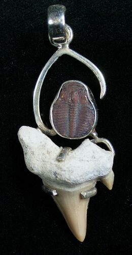 Trilobite & Fossil Shark Tooth Pendant #7060